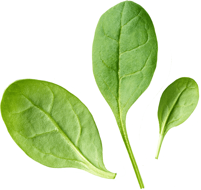 fresh green spinach leaves